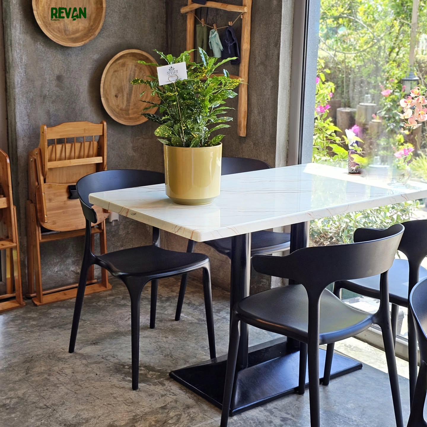 Croton Gold - Image 2