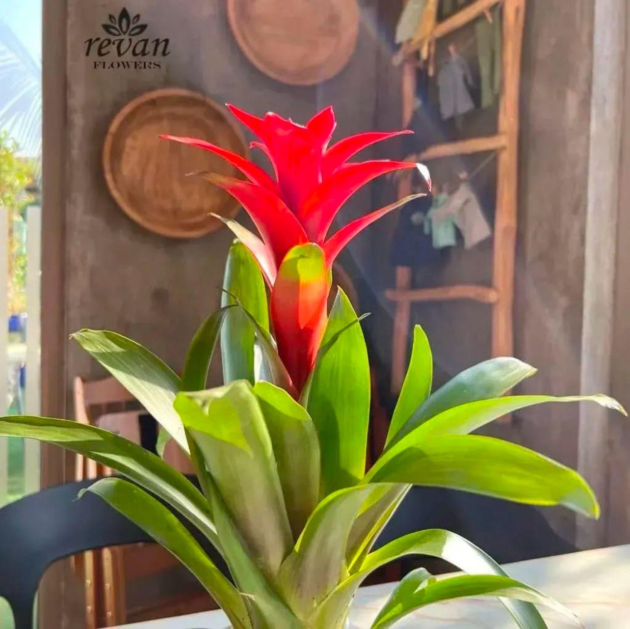 Guzmania